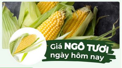 1kg bắp bao nhiêu tiền? Giá ngô hôm nay