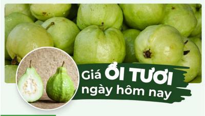 1kg ổi giá bao nhiêu? Giá ổi hôm nay