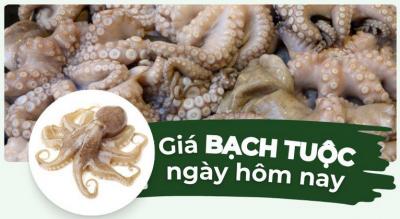 Bạch tuộc bao nhiêu 1kg? Giá bạch tuộc mới nhất