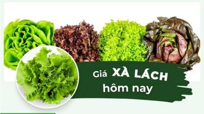 Bảng giá rau xà lách các loại cập nhật mới nhất 24 giờ qua