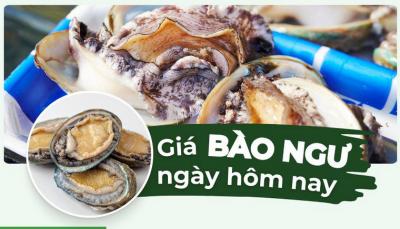 Bào ngư giá bao nhiêu 1kg? Cập nhật giá bào ngư mới nhất