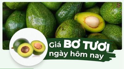 Bơ bao nhiêu 1kg? Giá bơ hôm nay