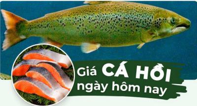 Cá hồi bao nhiêu tiền 1kg? Giá cá hồi hôm nay