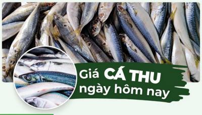 Cá thu bao nhiêu 1kg? Giá cá thu mới nhất