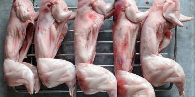 Cập Nhật Bảng Giá Thỏ Thịt Hôm Nay