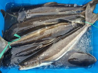 Cập nhật giá cá bớp tại chợ bình điền