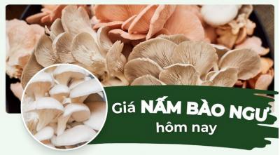 Cập nhật giá nấm bào ngư trắng, xám mới nhất hôm nay