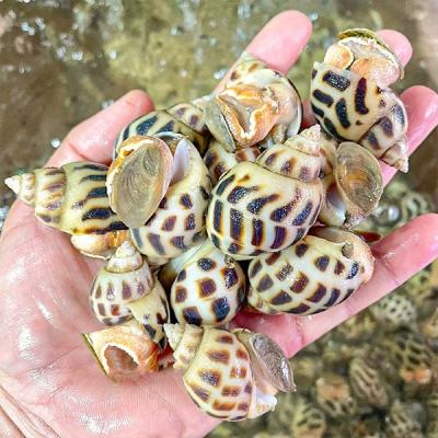 Giá ốc hương chợ bình điền mới nhất hôm nay