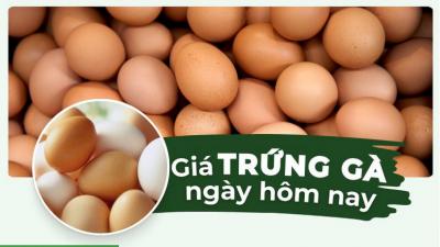 Cập nhật giá trứng gà hôm nay mới nhất