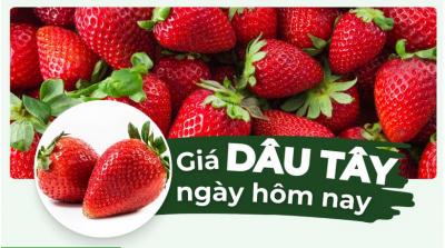 Dâu tây bao nhiêu 1kg? Giá dâu tây hôm nay