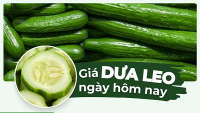 Dưa leo bao nhiêu 1kg? Giá dưa leo hôm nay