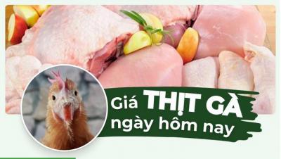 Gà bao nhiêu 1kg? Giá gà thịt hôm nay