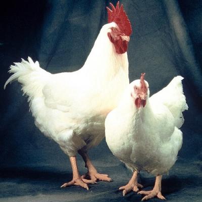Gà công nghiệp giá rẻ tphcm