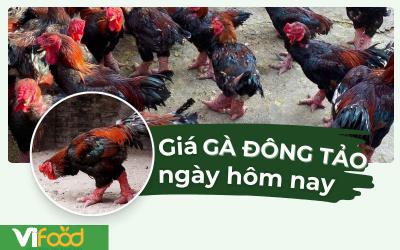 Gà Đông Tảo bao nhiêu 1kg? Cập nhật giá gà Đông Tảo mới nhất
