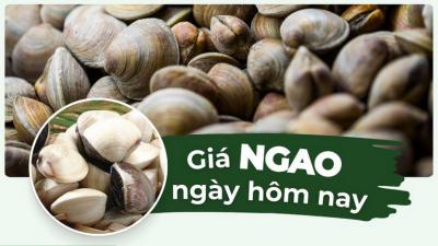 Giá 1kg ngao bao nhiêu tiền? Cập nhật mới nhất