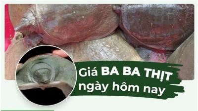Giá ba ba thịt hôm nay bao nhiêu? Cập nhật giá baba mới nhất