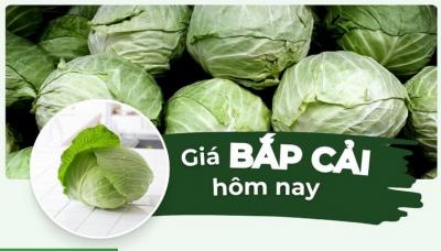 Giá bắp cải hôm nay bao nhiêu 1kg? Cập nhật giá bắp cải xanh, tím, trắng mới nhất!