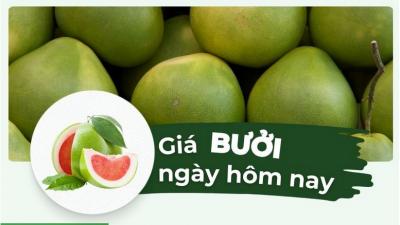Giá bưởi hôm nay bao nhiêu? Cập nhật giá bưởi liên tục, mới nhất