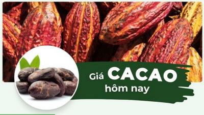 Giá ca cao hôm nay bao nhiêu? Cập nhật giá cacao 24 giờ qua