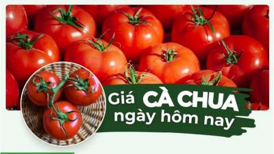 Giá cà chua hôm nay bao nhiêu 1kg? Cập nhật giá cà chua các loại mới nhất