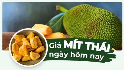 Giá cả thị trường mít Thái hôm nay bao nhiêu?