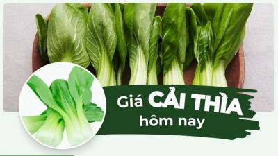 Giá cải thìa hôm nay bao nhiêu? Cập nhật giá cải chíp mới nhất