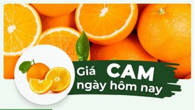 Giá cam hôm nay bao nhiêu? Cập nhật giá cam nhanh nhất