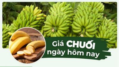 Giá chuối hôm nay bao nhiêu? Cập nhật giá các loại chuối mới nhất