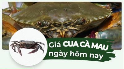 Giá cua Cà Mau bao nhiêu? Bảng giá cua thịt, cua gạch Cà Mau mới nhất