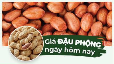Giá đậu phộng tươi hôm nay