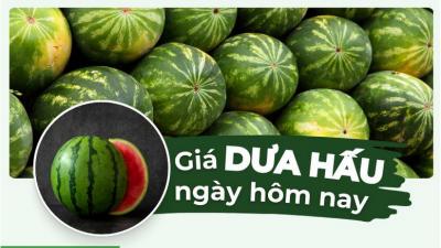 Giá dưa hấu hôm nay bao nhiêu 1kg? Địa chỉ bán dưa hấu chất lượng