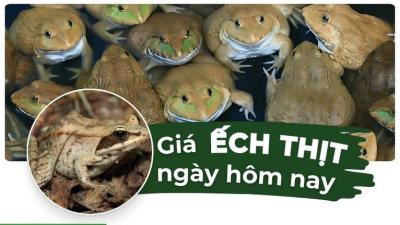 Giá ếch thịt hôm nay bao nhiêu? Cập nhật giá ếch nuôi, ếch đồng mới nhất