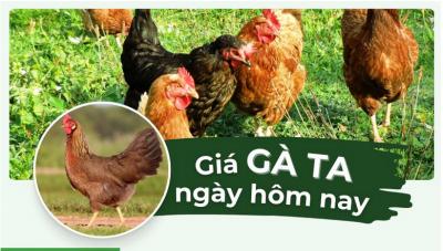 Giá gà ta bao nhiêu tiền? Giá gà ta hôm nay