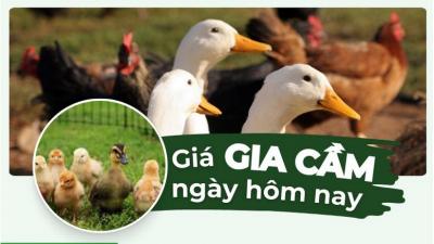 Giá gia cầm hôm nay, Cập nhật mới nhất