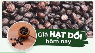 Giá hạt dổi hôm nay bao nhiêu? Cập nhật giá hạt dổi mới nhất