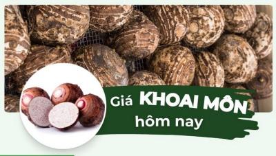 Giá khoai môn hôm nay bao nhiêu 1kg? Cập nhật giá khoai môn tím, trắng, sáp vàng mới nhất