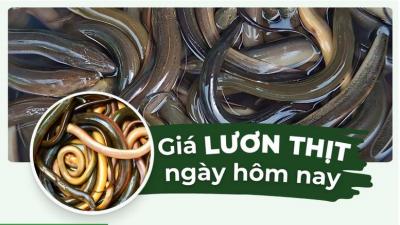 Giá lươn thịt hôm nay bao nhiêu? Cập nhật giá lươn nuôi, lươn đồng mới nhất
