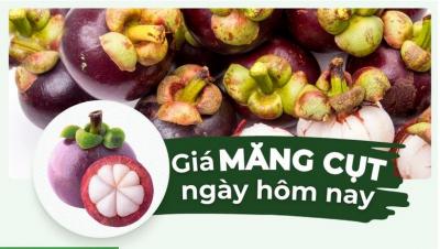 Giá măng cụt hôm nay bao nhiêu 1kg? Cập nhật giá măng cụt 24 giờ qua