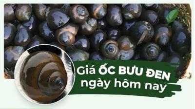 Giá ốc bươu đen hôm nay bao nhiêu 1kg? Cập nhật giá ốc bươu đen mới nhất