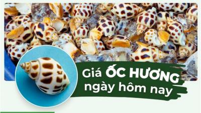 Giá ốc hương hôm nay bao nhiêu 1kg? Cập nhật giá ốc hương mới nhất