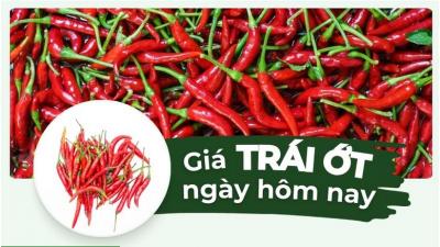 Giá ớt hôm nay trên thị trường cập nhật mới nhất 24 giờ