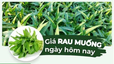 Giá rau muống hôm nay bao nhiêu 1kg?