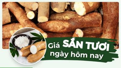 Giá sắn tươi ngày hôm nay bao nhiêu? Cập nhật giá sắn mới nhất 24 giờ qua