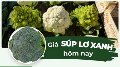 Giá súp lơ hôm nay bao nhiêu 1kg? Cập nhật giá súp lơ xanh, súp lơ trắng mới