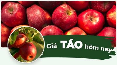 Giá táo hôm nay bao nhiêu 1kg? Cập nhật giá táo mới nhất