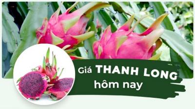 Giá thanh long hôm nay bao nhiêu 1kg? Cập nhật giá thanh long đỏ, trắng, Bình Thuận mới
