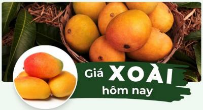 Giá xoài hôm nay bao nhiêu 1kg? Cập nhật giá các loại mới nhất