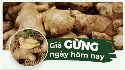 Gừng bao nhiêu 1kg? Giá gừng tươi hôm nay