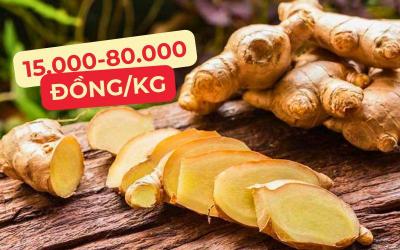 Gừng bao nhiêu 1kg? Giá gừng tươi hôm nay