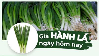 Hành lá bao nhiêu 1kg? Giá hành lá hôm nay